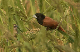 Chestnut Munia