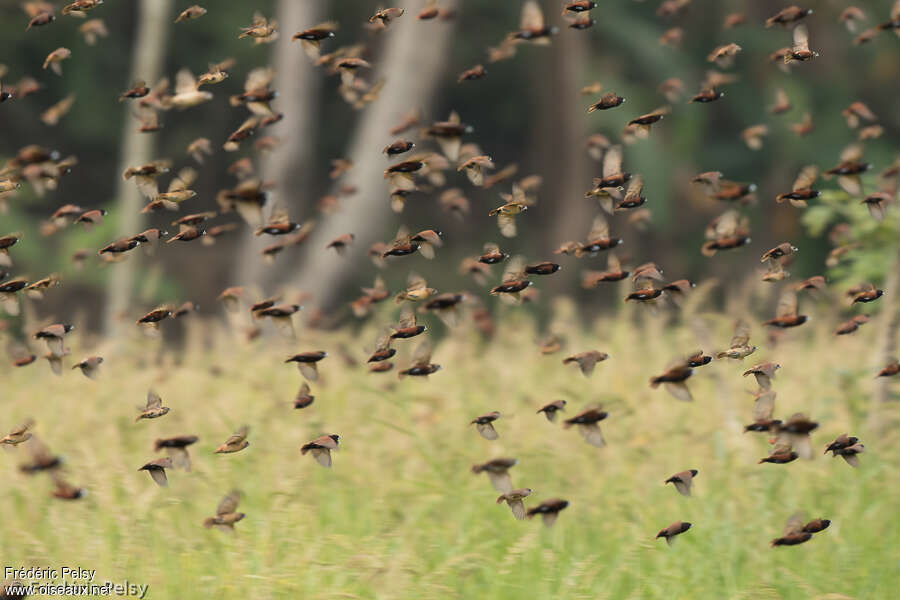 Chestnut Munia, Flight, Behaviour