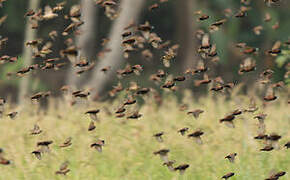 Chestnut Munia