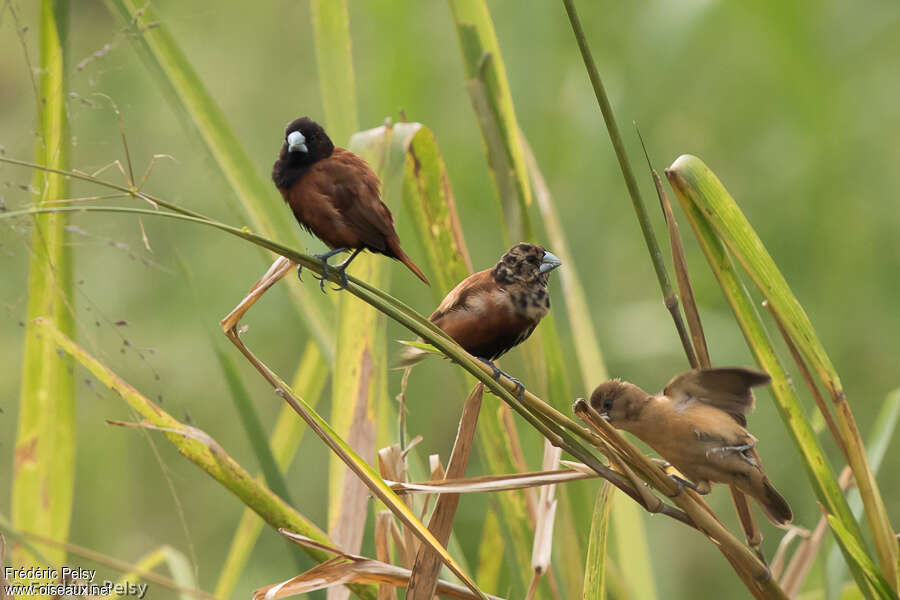 Chestnut Munia, pigmentation