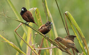 Chestnut Munia