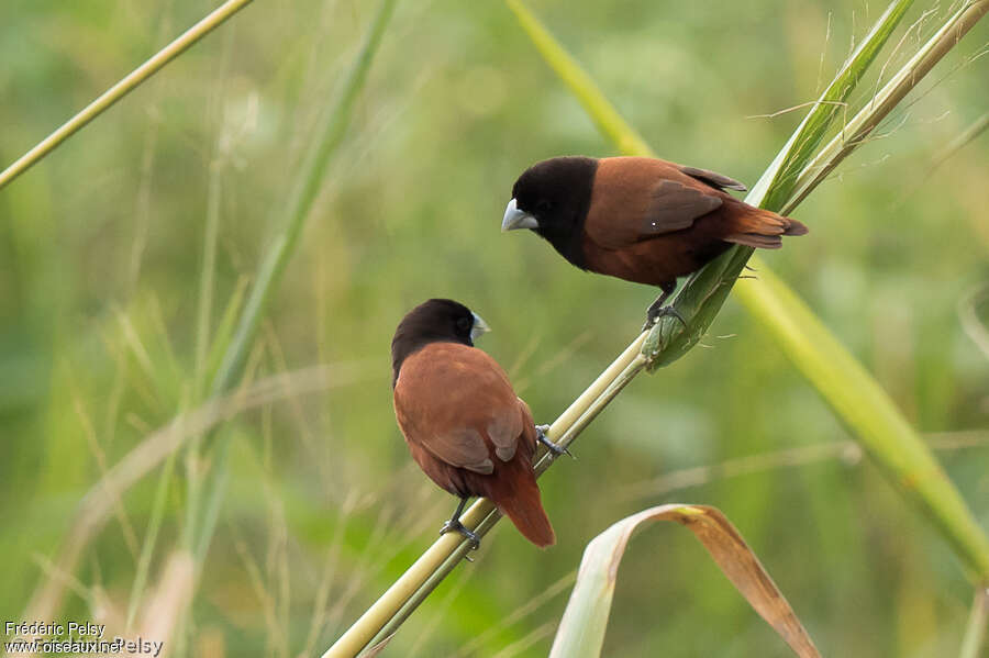 Capucin à tête noireadulte, identification