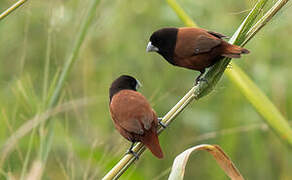 Chestnut Munia