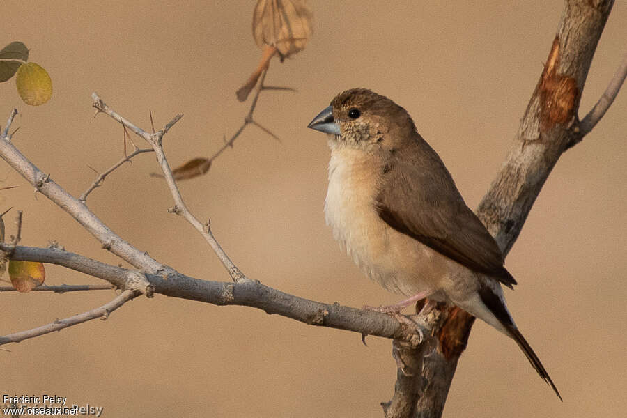 Indian SilverbillSecond year, identification