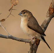 Indian Silverbill