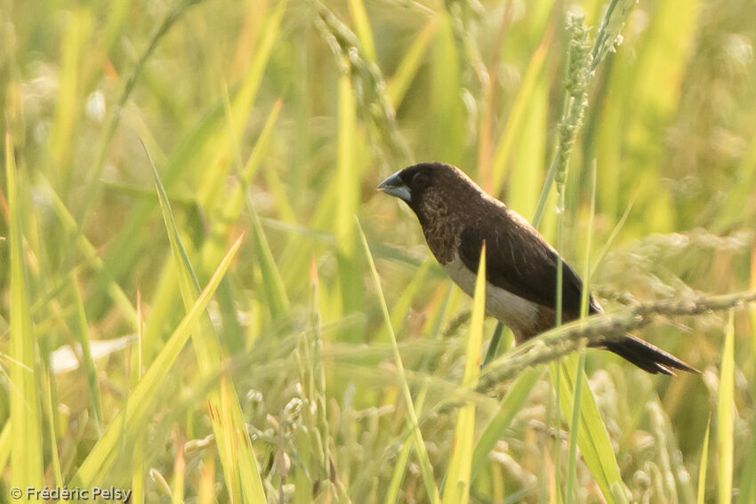 Capucin dominoadulte, identification