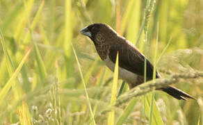 White-rumped Munia