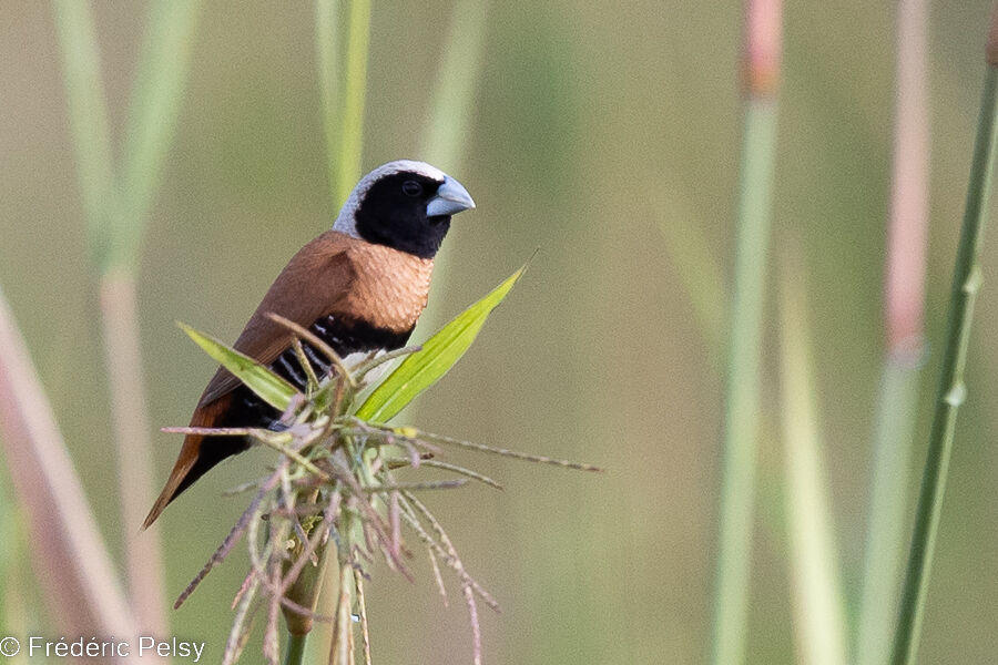 Chestnut-breasted Mannikin