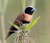 Chestnut-breasted Mannikin