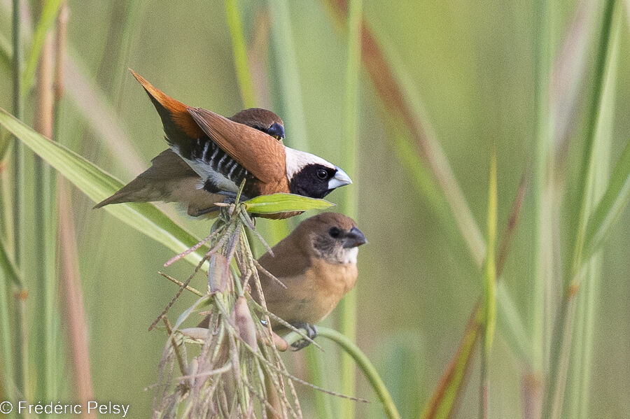 Chestnut-breasted Mannikin