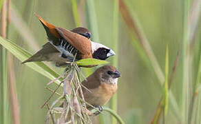 Chestnut-breasted Mannikin