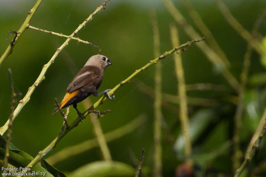 Grey-headed Mannikinadult