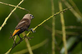 Grey-headed Mannikin