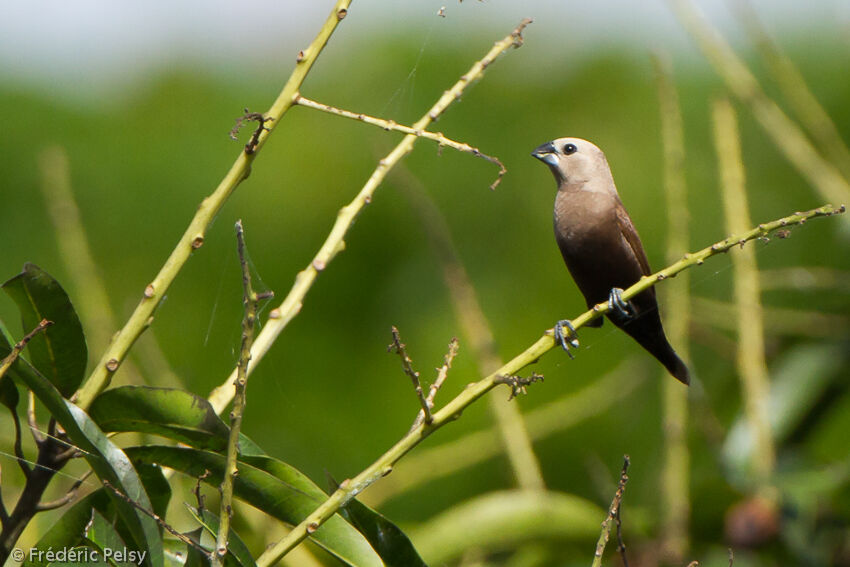 Grey-headed Mannikinadult