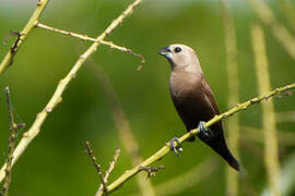 Grey-headed Mannikin