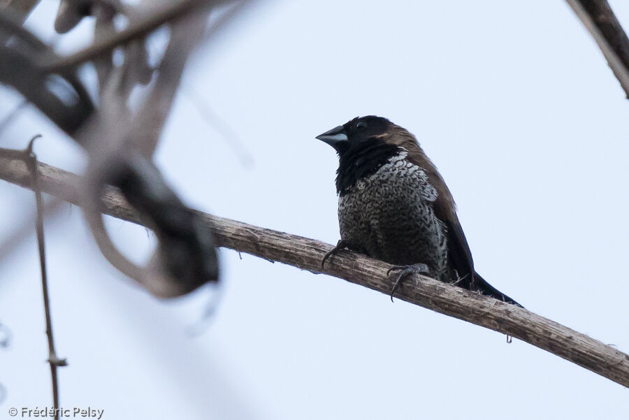 Black-faced Munia