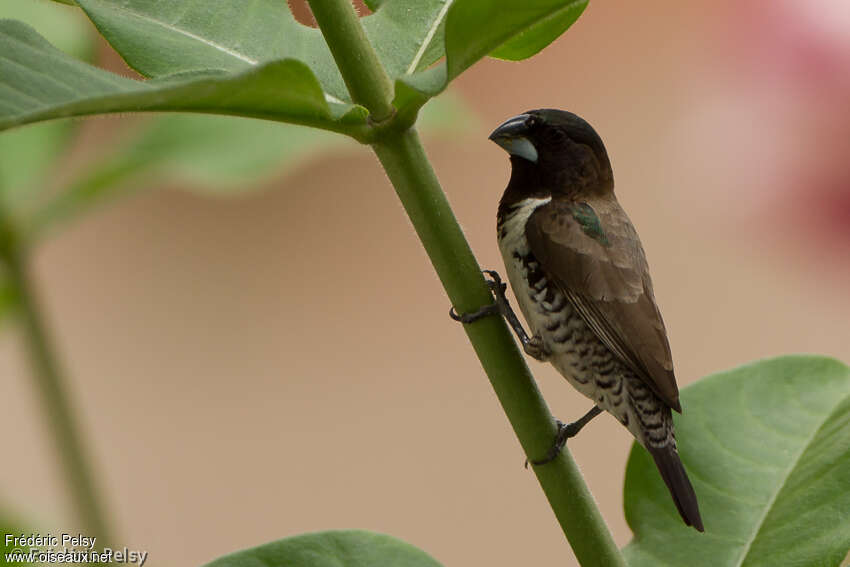 Bronze Mannikinadult, identification