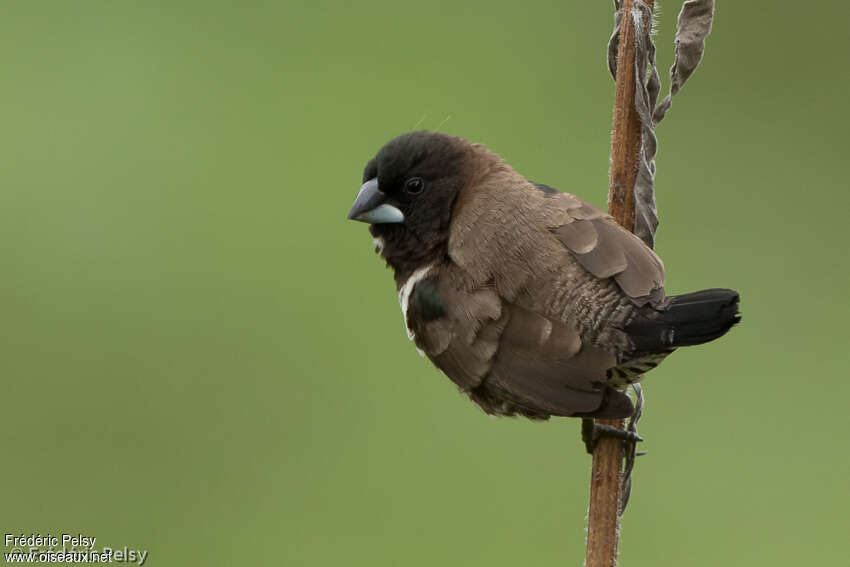 Bronze Mannikinadult, Behaviour