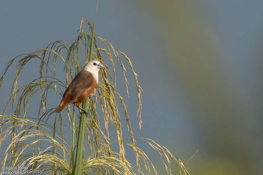 Pale-headed Munia male adult, identification