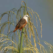 Pale-headed Munia