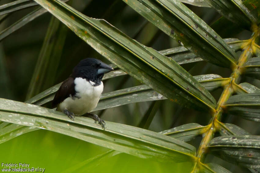 Magpie Mannikinadult