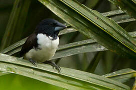 Magpie Mannikin