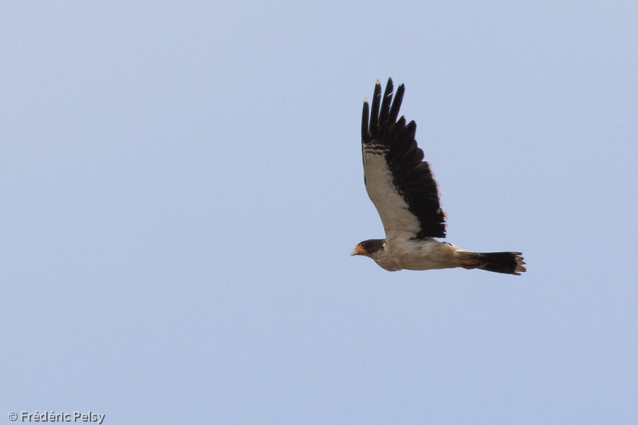 White-throated Caracara, Flight