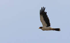 Caracara à gorge blanche