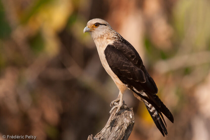 Yellow-headed Caracara, identification