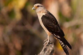 Yellow-headed Caracara