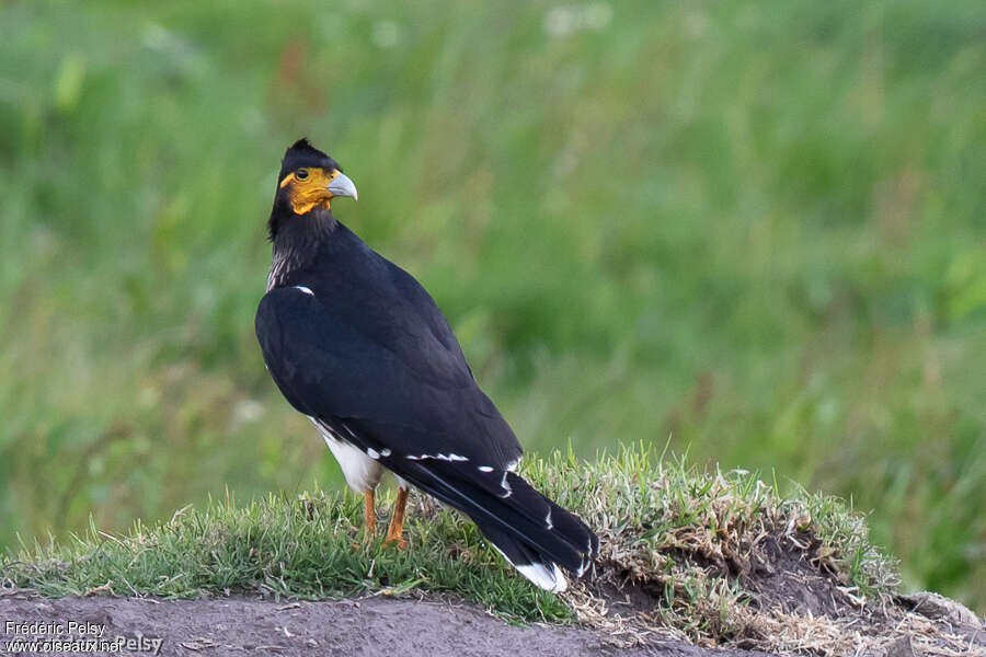 Caracara caronculéadulte, pigmentation