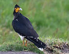 Caracara caronculé