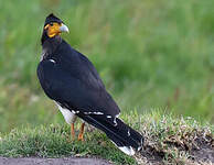 Caracara caronculé