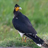 Caracara caronculé