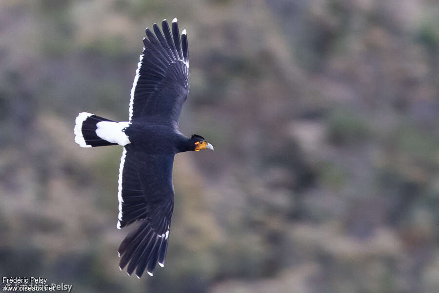 Caracara caronculéadulte, pigmentation, Vol