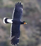 Carunculated Caracara