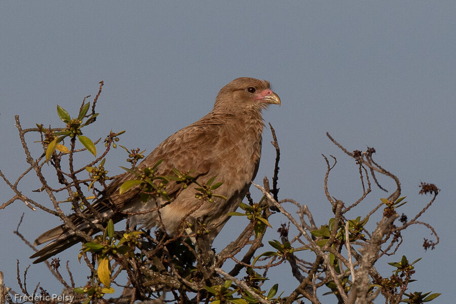 Caracara chimango