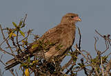 Caracara chimango