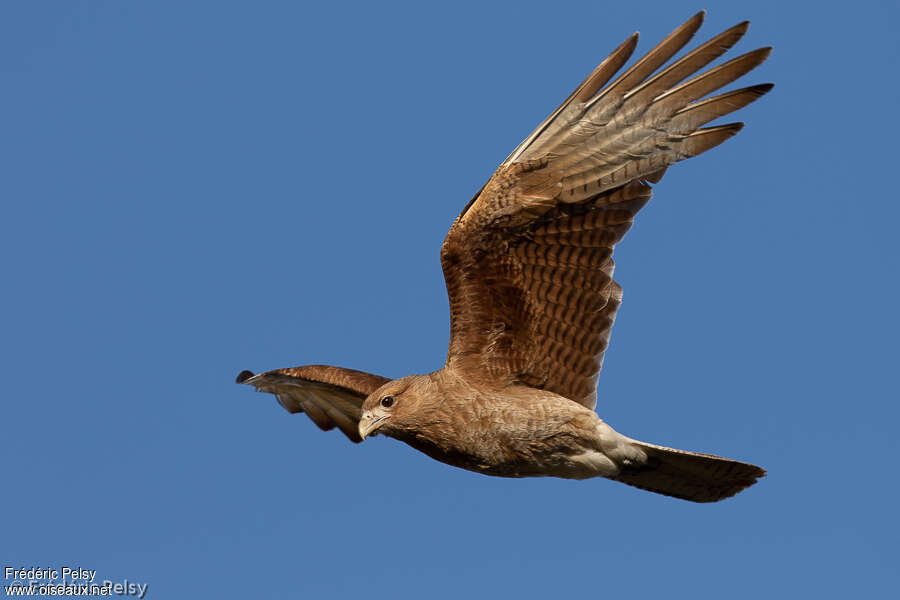 Chimango Caracaraadult, Flight