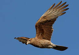 Chimango Caracara