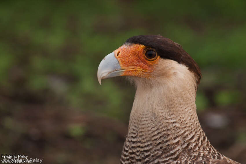 Crested Caracaraadult, close-up portrait