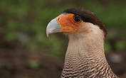 Caracara huppé