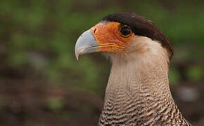 Caracara huppé