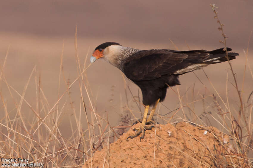 Crested Caracaraadult, pigmentation, Behaviour