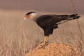 Caracara huppé