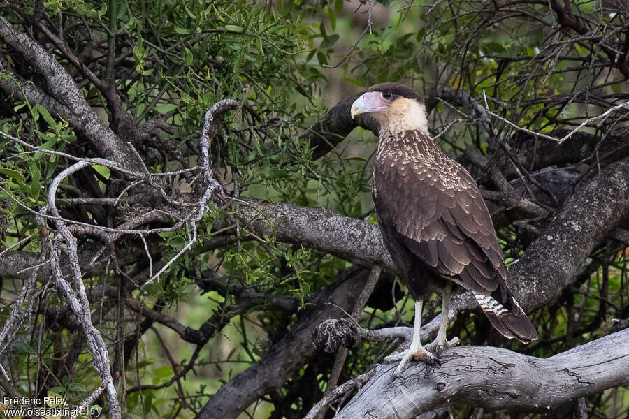 Crested Caracarajuvenile, identification