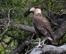 Caracara huppé