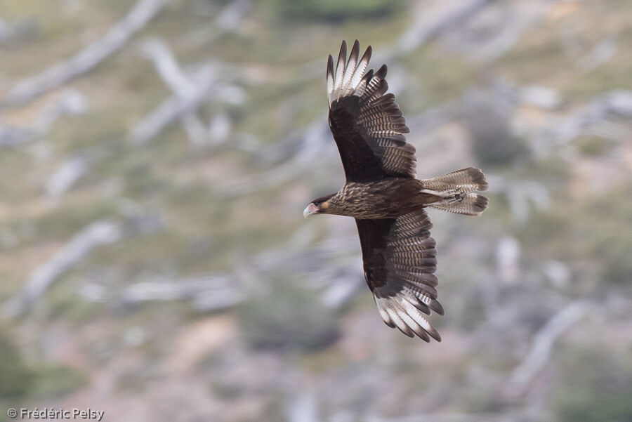 Southern Crested Caracaraimmature, Flight