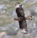 Caracara huppé