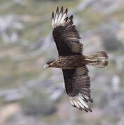 Southern Crested Caracara